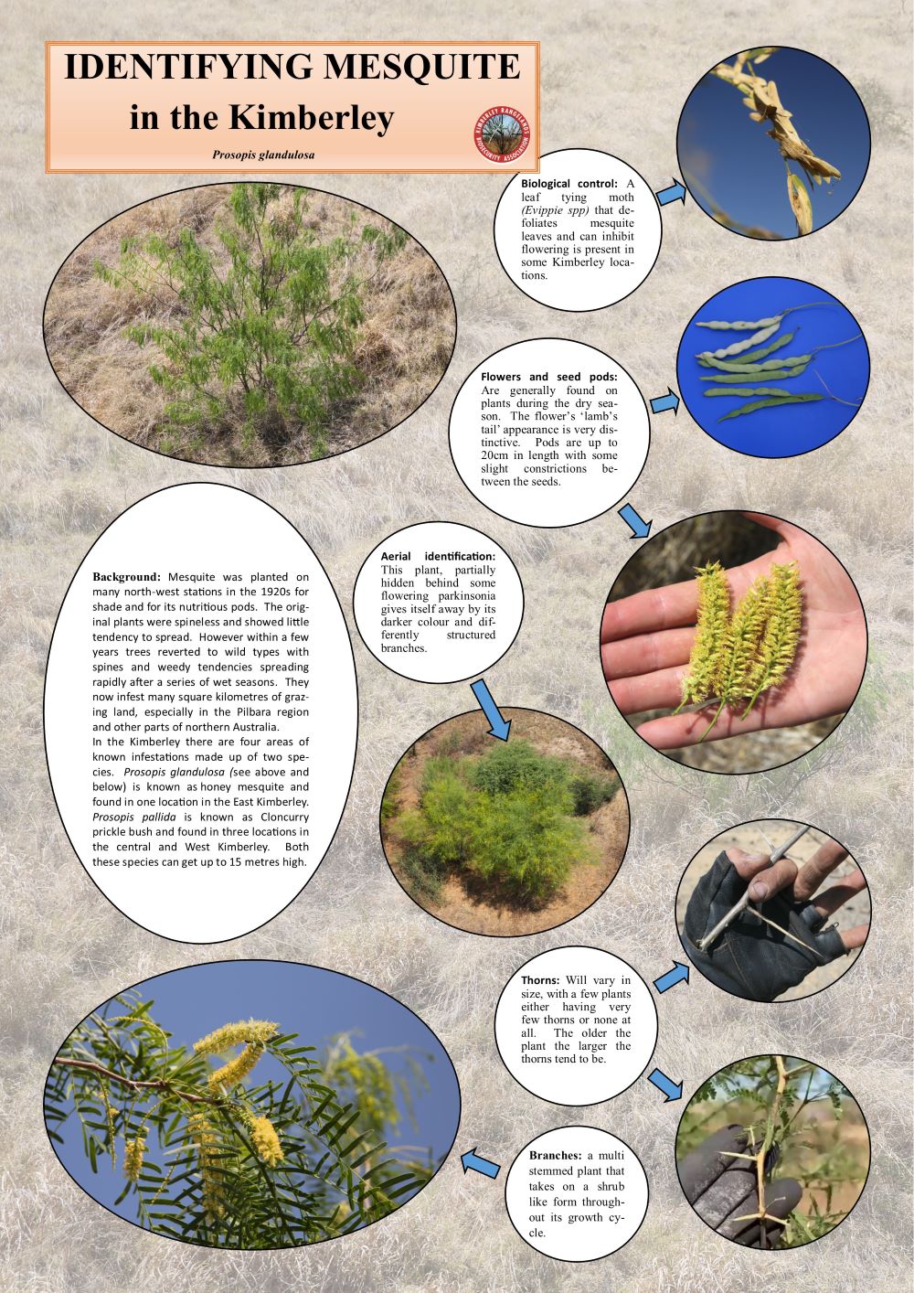 Mesquite poster Prosopis glandulosa species